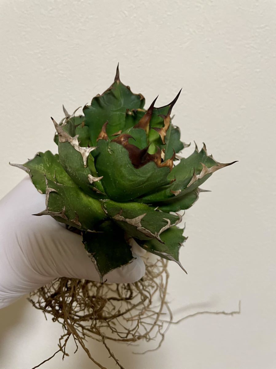 アガベ　チタノタ　agave titanota Ｎｏ1 台湾　良株_1