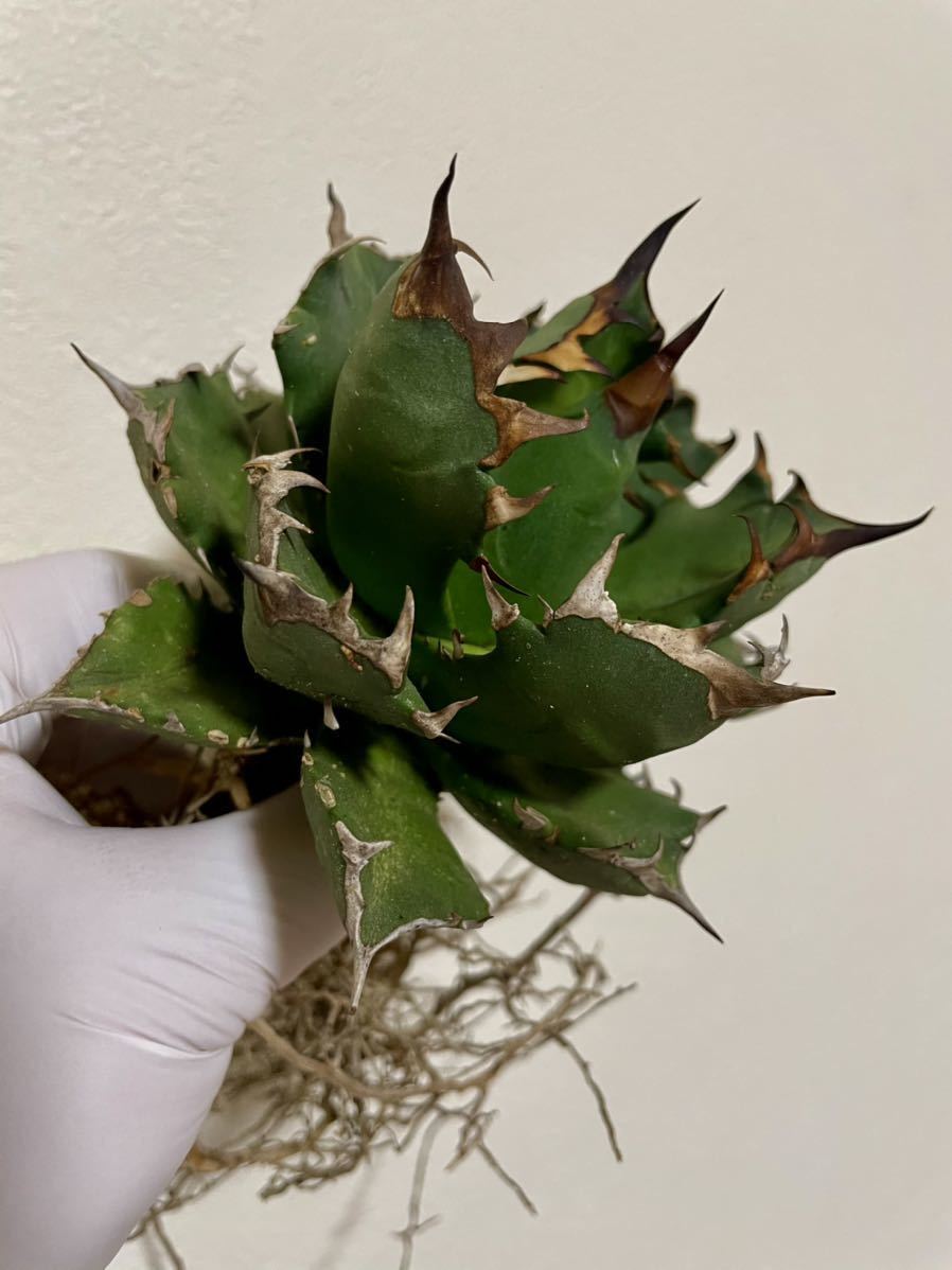 アガベ　チタノタ　agave titanota Ｎｏ1 台湾　良株_2