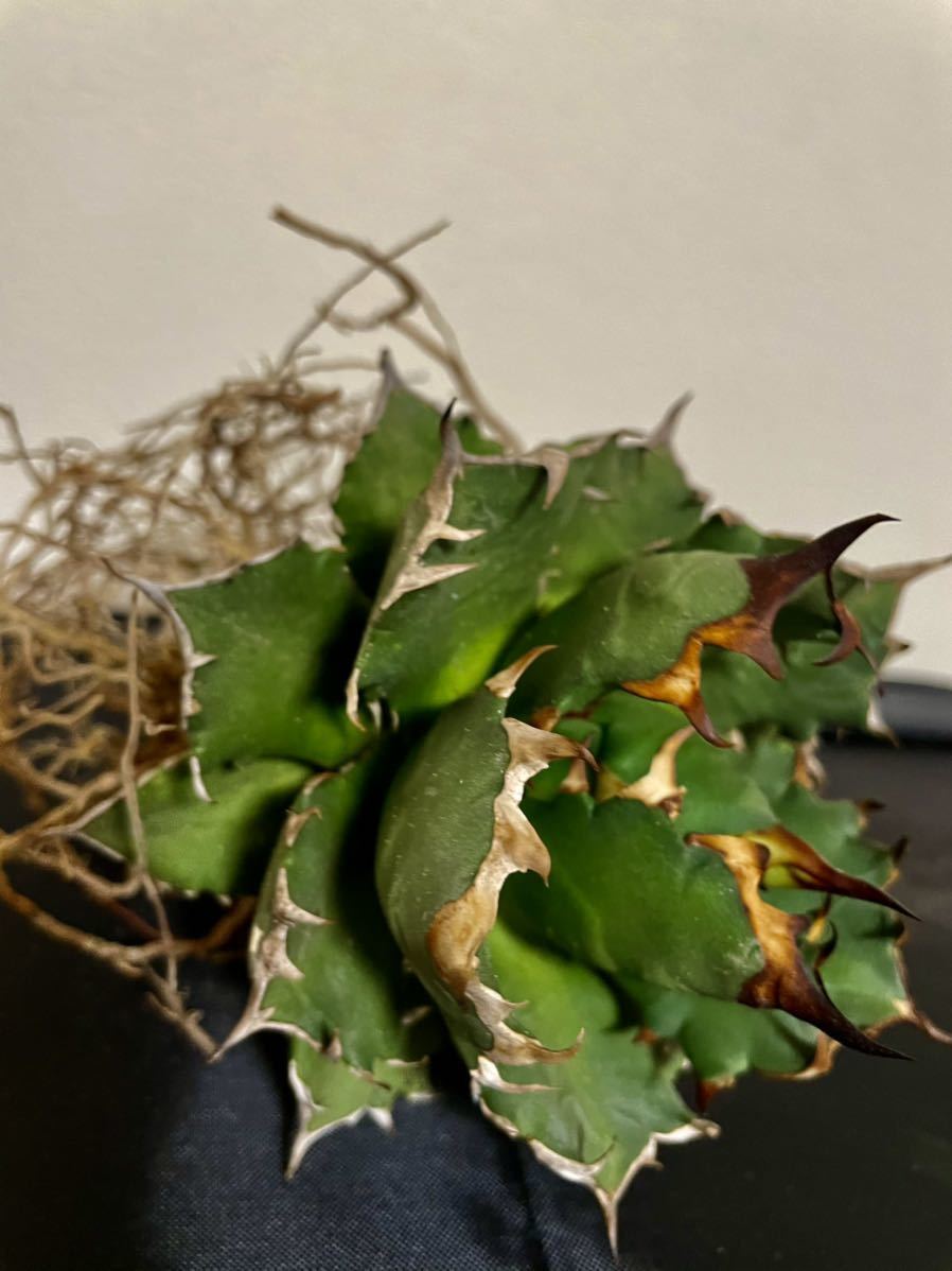 アガベ　チタノタ　agave titanota Ｎｏ1 台湾　良株_3