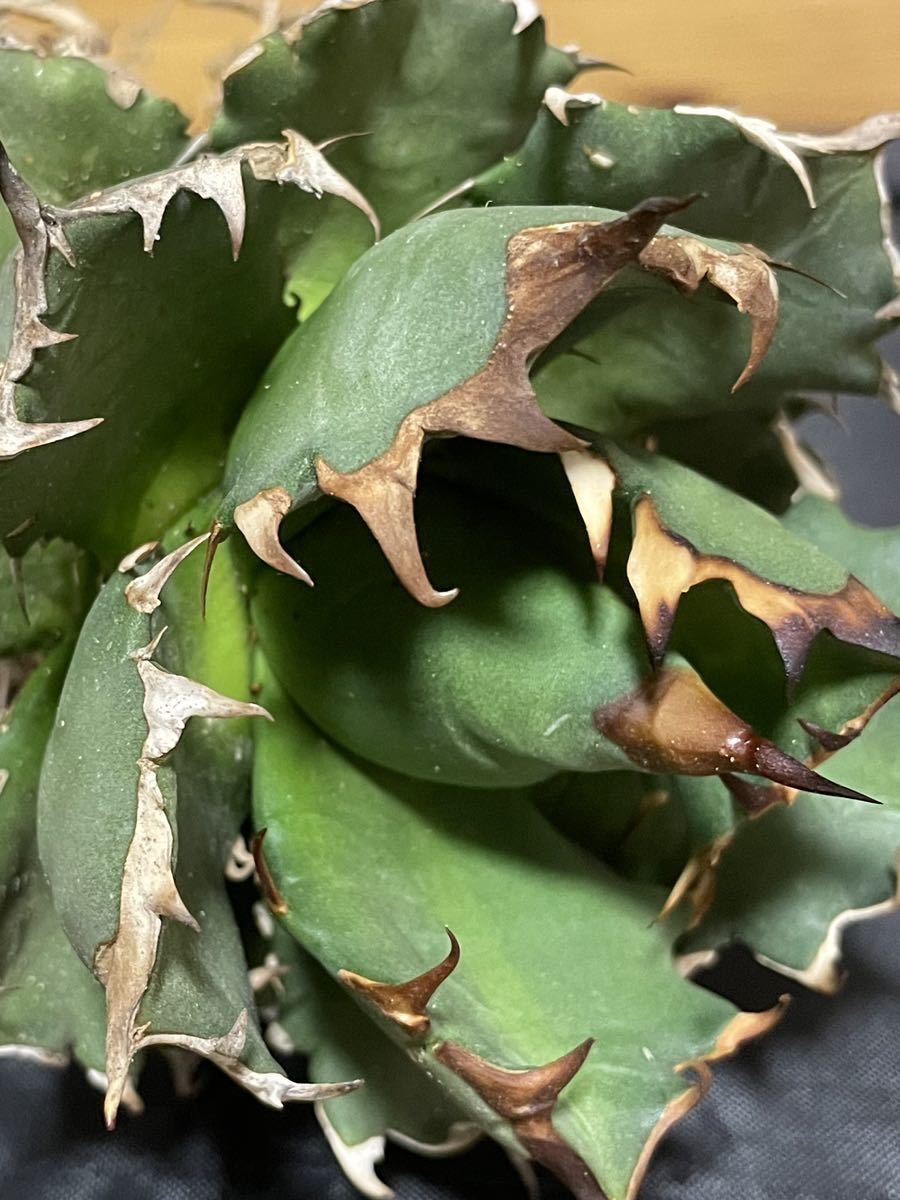 アガベ　チタノタ　agave titanota Ｎｏ1 台湾　良株_4