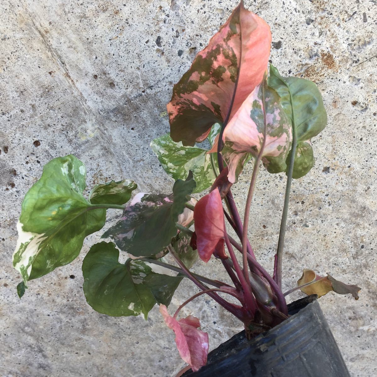 1円スタート シンゴニウム ピンクジュエル 極斑 観葉植物 売買されたオークション情報 Yahooの商品情報をアーカイブ公開 オークファン Aucfan Com