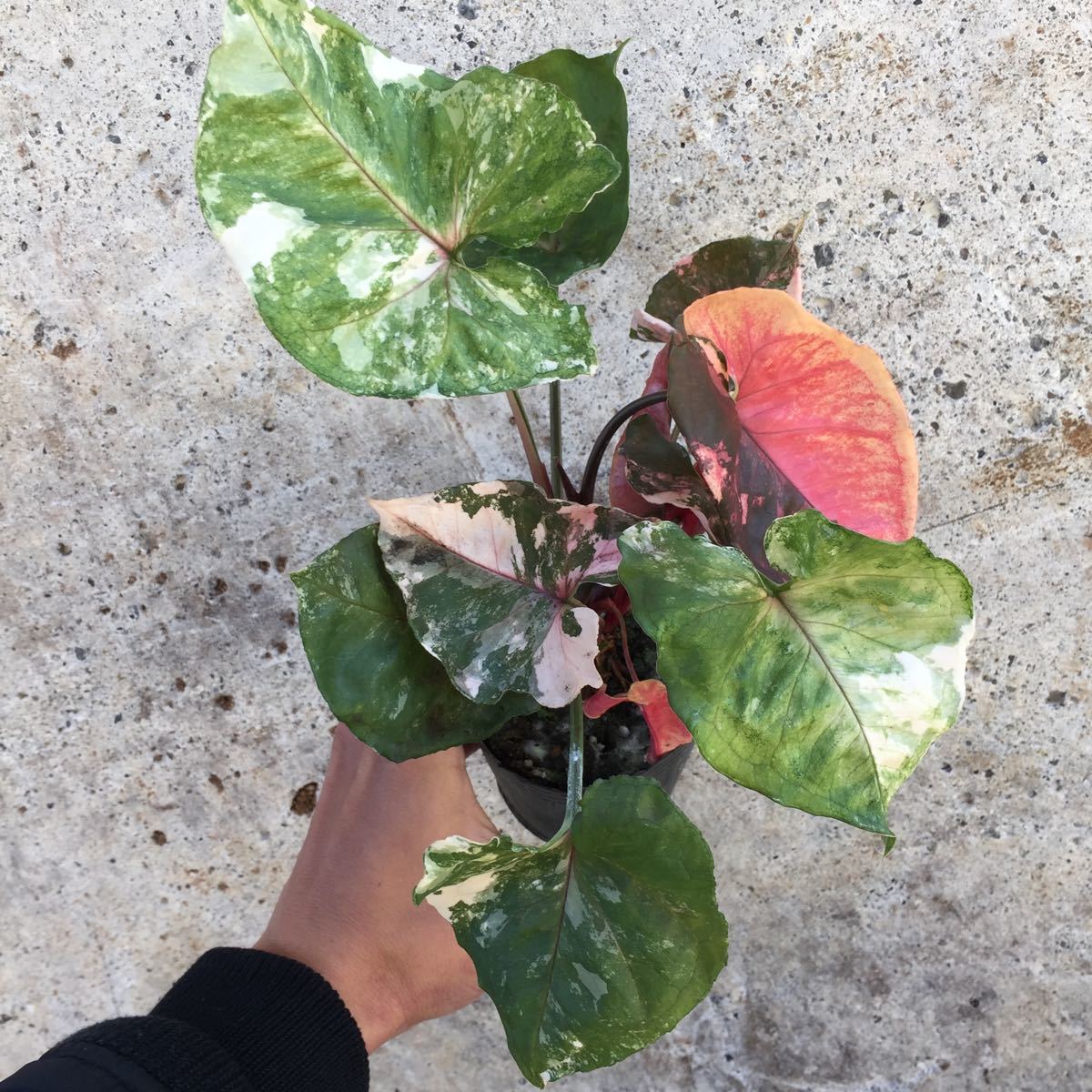 1円スタート シンゴニウム ピンクジュエル 極斑 観葉植物 売買されたオークション情報 Yahooの商品情報をアーカイブ公開 オークファン Aucfan Com