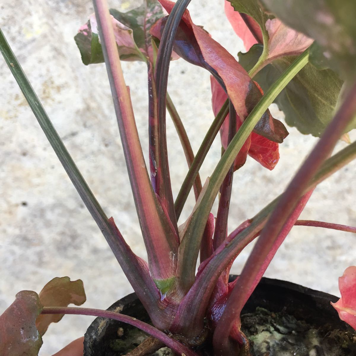 1円スタート シンゴニウム ピンクジュエル 極斑 観葉植物 売買されたオークション情報 Yahooの商品情報をアーカイブ公開 オークファン Aucfan Com