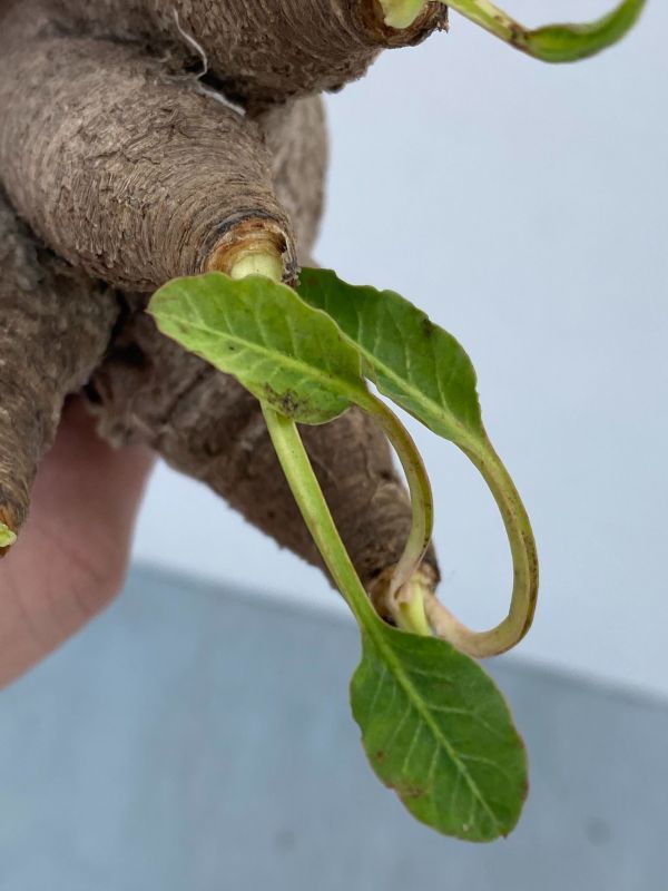 ナ252 【現地株・多肉植物】ユーフォルビア　フィッシュスケール【フィッシュボーン・最新到着株・抜き苗・Euphorbia Fishbone】 ユーフォルビア \"Euphorbia fish フィッシュスケール（鉢植え ｜現品限りユーフォルビア・フィッシュボーン 現品限りユーフォルビア・フィッシュボーン(スパンリンギー)Z8