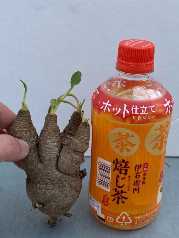 ナ252 【現地株・多肉植物】ユーフォルビア　フィッシュスケール【フィッシュボーン・最新到着株・抜き苗・Euphorbia Fishbone】 ユーフォルビア \"Euphorbia fish フィッシュスケール（鉢植え ｜現品限りユーフォルビア・フィッシュボーン 現品限りユーフォルビア・フィッシュボーン(スパンリンギー)Z8