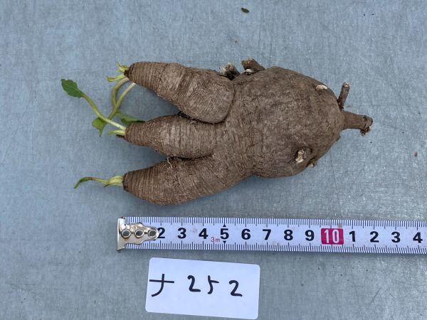ナ252 【現地株・多肉植物】ユーフォルビア　フィッシュスケール【フィッシュボーン・最新到着株・抜き苗・Euphorbia Fishbone】 ユーフォルビア \"Euphorbia fish フィッシュスケール（鉢植え ｜現品限りユーフォルビア・フィッシュボーン 現品限りユーフォルビア・フィッシュボーン(スパンリンギー)Z8