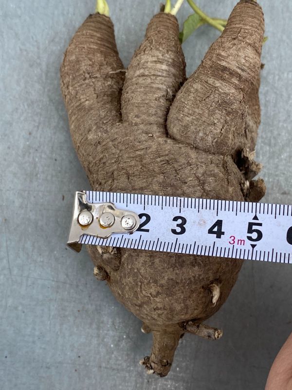 ナ252 【現地株・多肉植物】ユーフォルビア　フィッシュスケール【フィッシュボーン・最新到着株・抜き苗・Euphorbia Fishbone】 ユーフォルビア \"Euphorbia fish フィッシュスケール（鉢植え ｜現品限りユーフォルビア・フィッシュボーン 現品限りユーフォルビア・フィッシュボーン(スパンリンギー)Z8