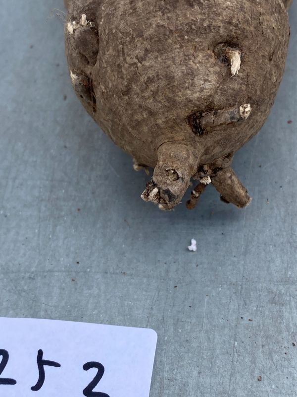 ナ252 【現地株・多肉植物】ユーフォルビア　フィッシュスケール【フィッシュボーン・最新到着株・抜き苗・Euphorbia Fishbone】 ユーフォルビア \"Euphorbia fish フィッシュスケール（鉢植え ｜現品限りユーフォルビア・フィッシュボーン 現品限りユーフォルビア・フィッシュボーン(スパンリンギー)Z8