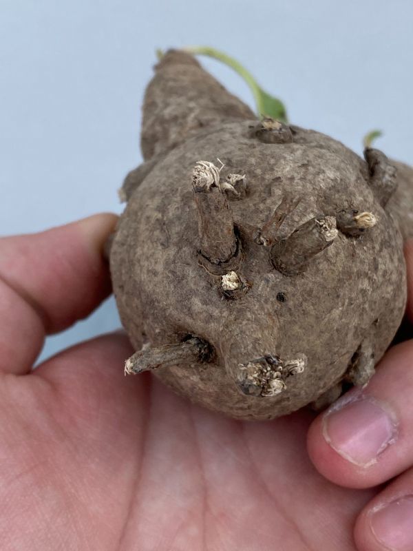 ナ252 【現地株・多肉植物】ユーフォルビア　フィッシュスケール【フィッシュボーン・最新到着株・抜き苗・Euphorbia Fishbone】 ユーフォルビア \"Euphorbia fish フィッシュスケール（鉢植え ｜現品限りユーフォルビア・フィッシュボーン 現品限りユーフォルビア・フィッシュボーン(スパンリンギー)Z8