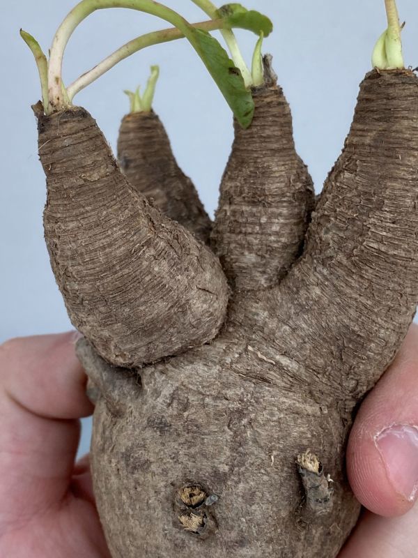 ナ252 【現地株・多肉植物】ユーフォルビア　フィッシュスケール【フィッシュボーン・最新到着株・抜き苗・Euphorbia Fishbone】 ユーフォルビア \"Euphorbia fish フィッシュスケール（鉢植え ｜現品限りユーフォルビア・フィッシュボーン 現品限りユーフォルビア・フィッシュボーン(スパンリンギー)Z8