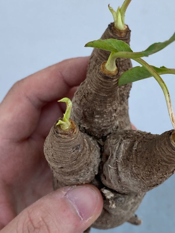 ナ252 【現地株・多肉植物】ユーフォルビア　フィッシュスケール【フィッシュボーン・最新到着株・抜き苗・Euphorbia Fishbone】 ユーフォルビア \"Euphorbia fish フィッシュスケール（鉢植え ｜現品限りユーフォルビア・フィッシュボーン 現品限りユーフォルビア・フィッシュボーン(スパンリンギー)Z8