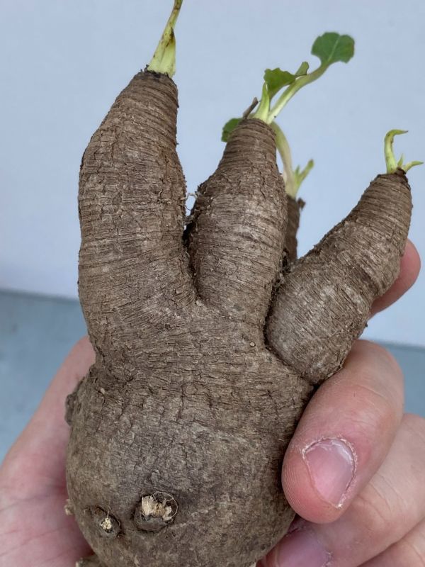 ナ252 【現地株・多肉植物】ユーフォルビア　フィッシュスケール【フィッシュボーン・最新到着株・抜き苗・Euphorbia Fishbone】 ユーフォルビア \"Euphorbia fish フィッシュスケール（鉢植え ｜現品限りユーフォルビア・フィッシュボーン 現品限りユーフォルビア・フィッシュボーン(スパンリンギー)Z8