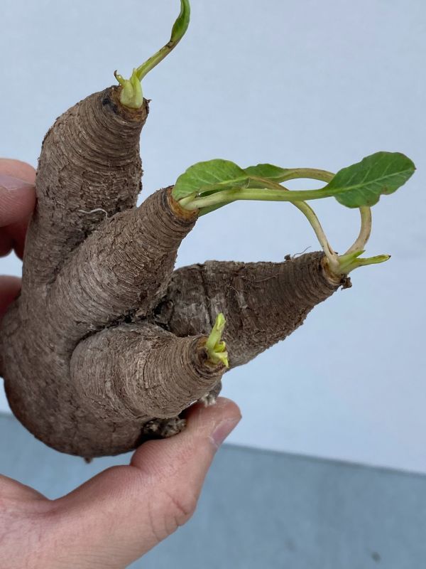 ナ252 【現地株・多肉植物】ユーフォルビア　フィッシュスケール【フィッシュボーン・最新到着株・抜き苗・Euphorbia Fishbone】 ユーフォルビア \"Euphorbia fish フィッシュスケール（鉢植え ｜現品限りユーフォルビア・フィッシュボーン 現品限りユーフォルビア・フィッシュボーン(スパンリンギー)Z8