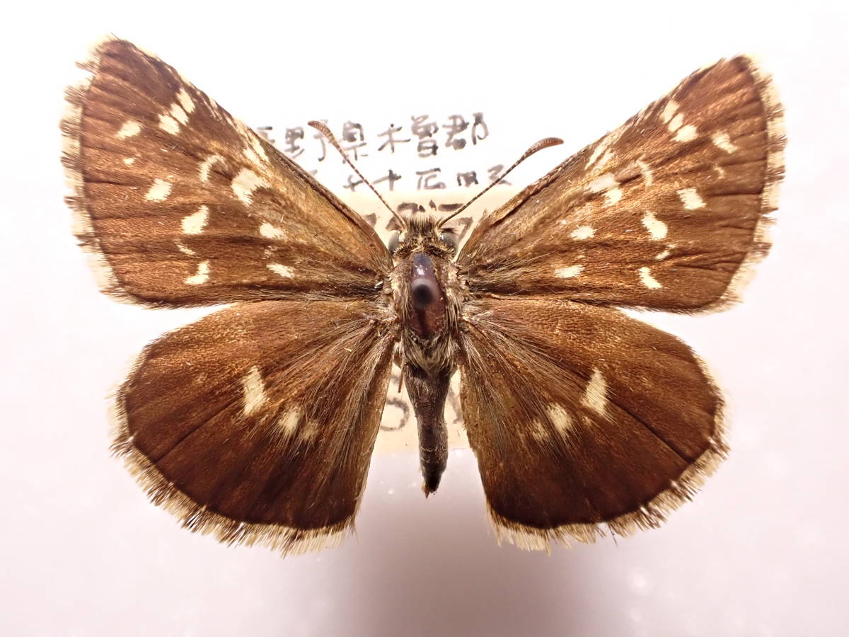 絶滅産地 チャマダラセセリ 長野県 日本産 国産 蝶類 蝶標本 蝶 チョウ チョウ類 蝶類標本 日本産チョウ 日本産蝶 標本 昆虫 虫 虫類 売買されたオークション情報 Yahooの商品情報をアーカイブ公開 オークファン Aucfan Com