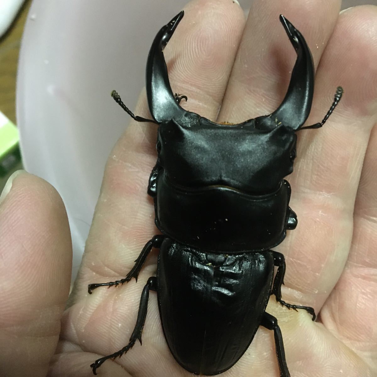 5 Off 極工房 ホーペ ホペイ 武夷山産 種親予備 Rehabatriversedge Com