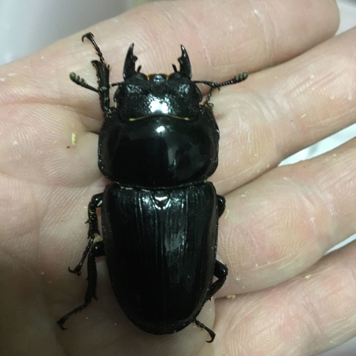 5 Off 極工房 ホーペ ホペイ 武夷山産 種親予備 Rehabatriversedge Com