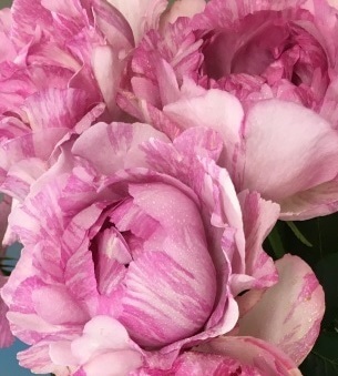 超レア　切花品種　イヴ・シャルロッテ　バラ　苗 苗 切花品種 イヴ・シャルロッテ A バラ 苗 rose 超レア