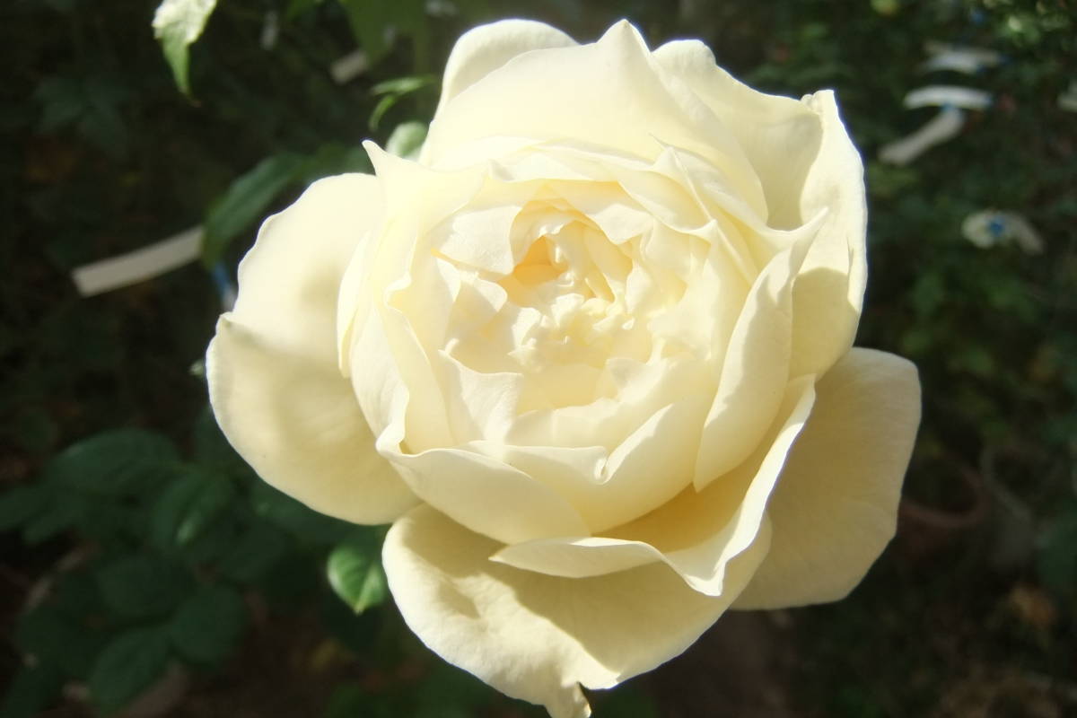 ☆廃盤ER☆エブリン☆接ぎ木2年生苗☆