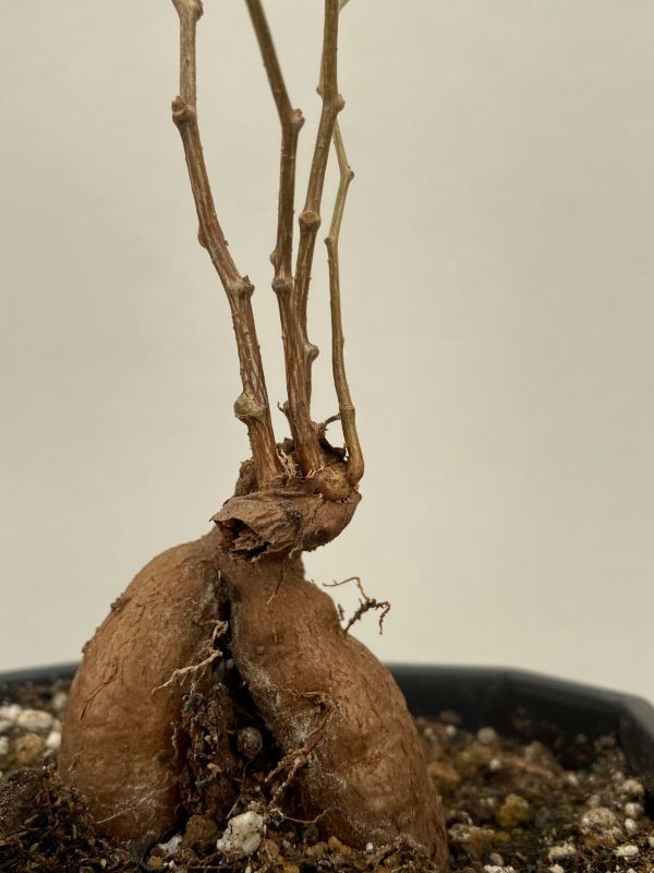 チ292 【塊根植物・実生】オペルクリカリア パキプス【4年株・種から