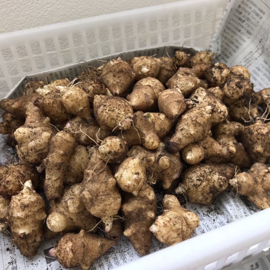 無農薬栽培【キクイモ 菊芋】大阪府産*5kg 土付き種芋 食用にも（土無しも対応できます）糖尿病予防に_1