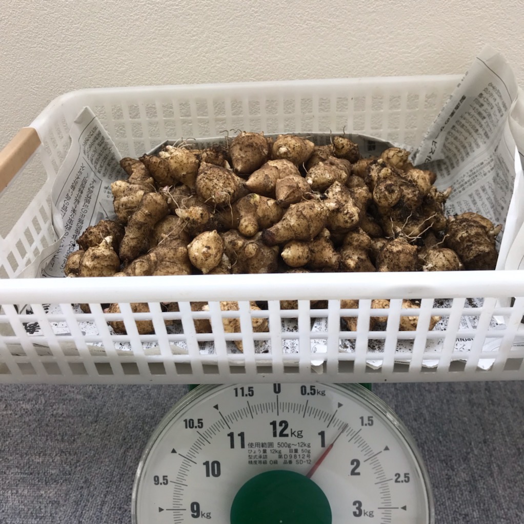 無農薬栽培【キクイモ 菊芋】大阪府産*5kg 土付き種芋 食用にも（土無しも対応できます）糖尿病予防に_2