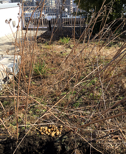 無農薬栽培【キクイモ 菊芋】大阪府産*5kg 土付き種芋 食用にも（土無しも対応できます）糖尿病予防に_3