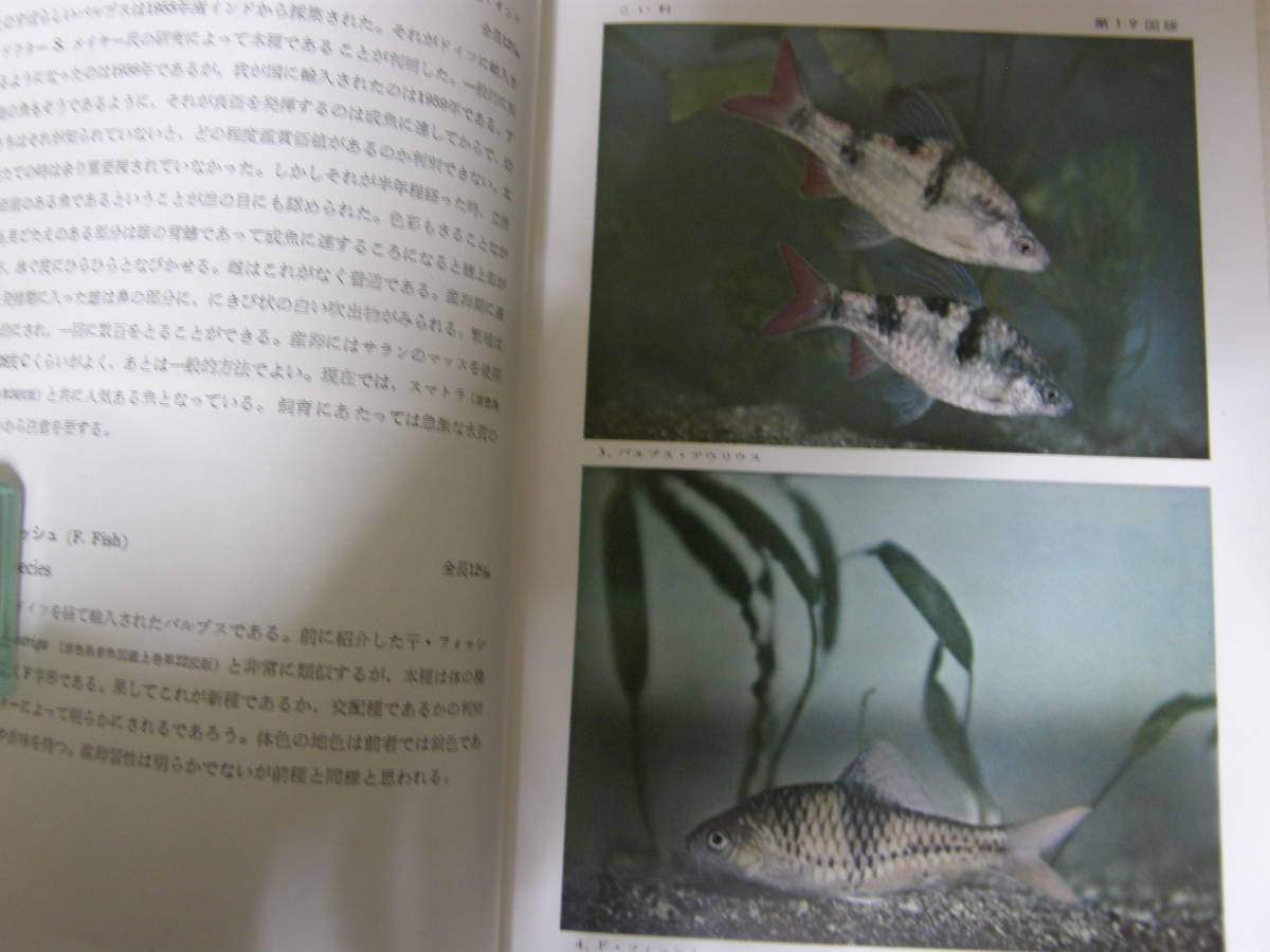 原色熱帯魚図鑑 増補改訂版 続原色熱帯魚図鑑 2冊 牧野信二 付録付属 保育社 ｓ33 36 生物学 売買されたオークション情報 Yahooの商品情報をアーカイブ公開 オークファン Aucfan Com
