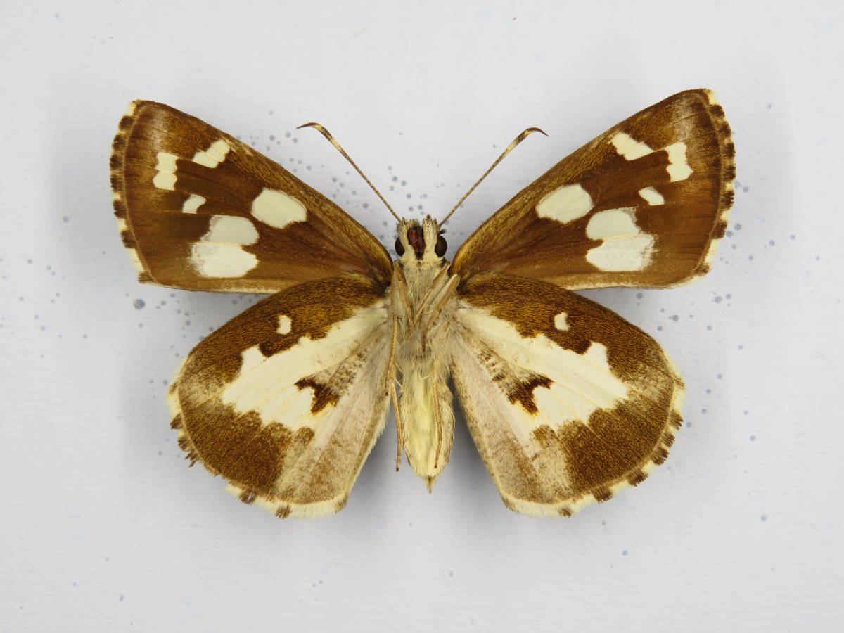 国産蝶標本 オオシロモンセセリ ａ 沖縄県 小浜島 産 虫類 売買されたオークション情報 Yahooの商品情報をアーカイブ公開 オークファン Aucfan Com