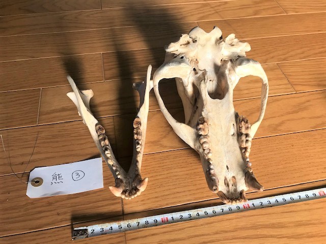 狩猟で獲ったツキノワグマ頭骨 約30cm 狩猟で獲ったツキノワグマ頭骨 約30cm 狩猟で獲ったツキノワグマ頭骨