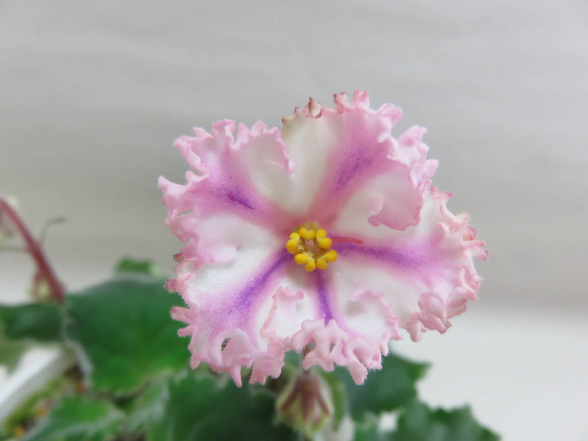 パリジェンヌ セントポーリア／ 開花株-人気の新作 初開花株 