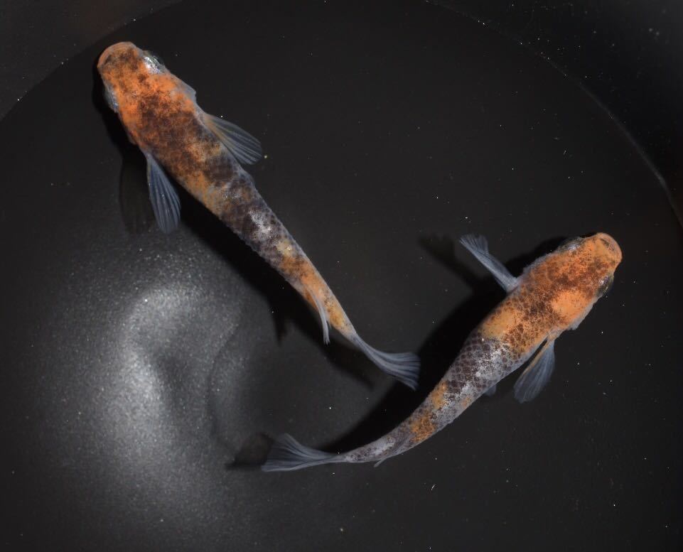 あんずめだか 桜錦1ペア 非透明鱗三色めだか めだか 売買されたオークション情報 Yahooの商品情報をアーカイブ公開 オークファン Aucfan Com