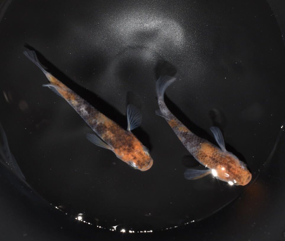 あんずめだか 桜錦1ペア 非透明鱗三色めだか めだか 売買されたオークション情報 Yahooの商品情報をアーカイブ公開 オークファン Aucfan Com