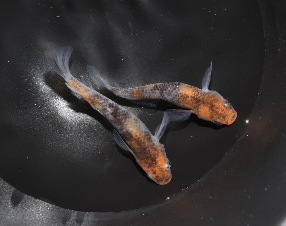 あんずめだか 桜錦1ペア 非透明鱗三色めだか めだか 売買されたオークション情報 Yahooの商品情報をアーカイブ公開 オークファン Aucfan Com