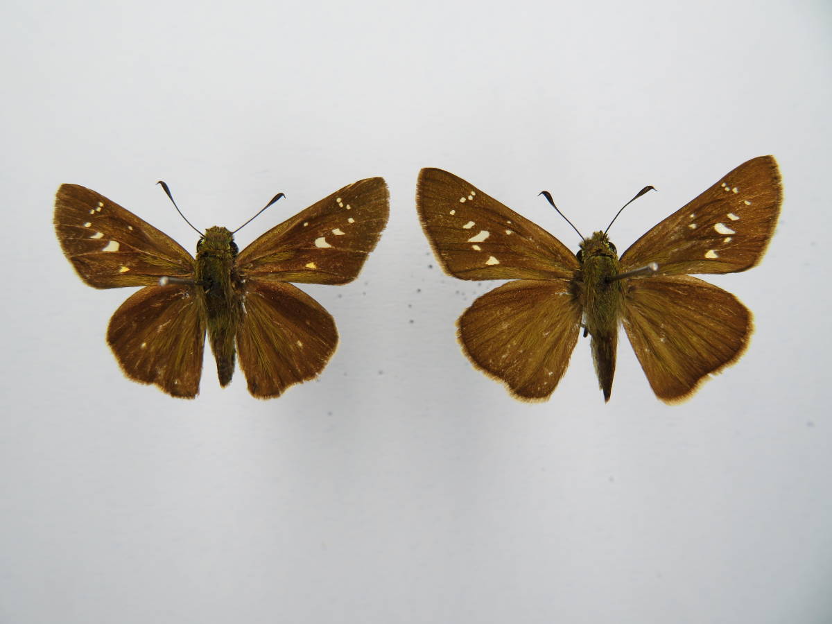 国産蝶標本 ユウレイセセリ A Pair 沖縄県 石垣島 産 その他 売買されたオークション情報 Yahooの商品情報をアーカイブ公開 オークファン Aucfan Com