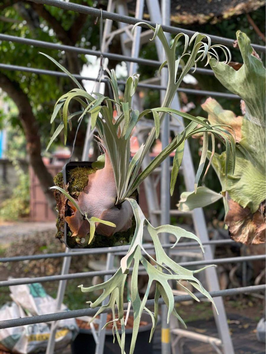 ◇P.veitchii 'lemoinei'◇株分け分残りわずか ベイチー レモイネイ