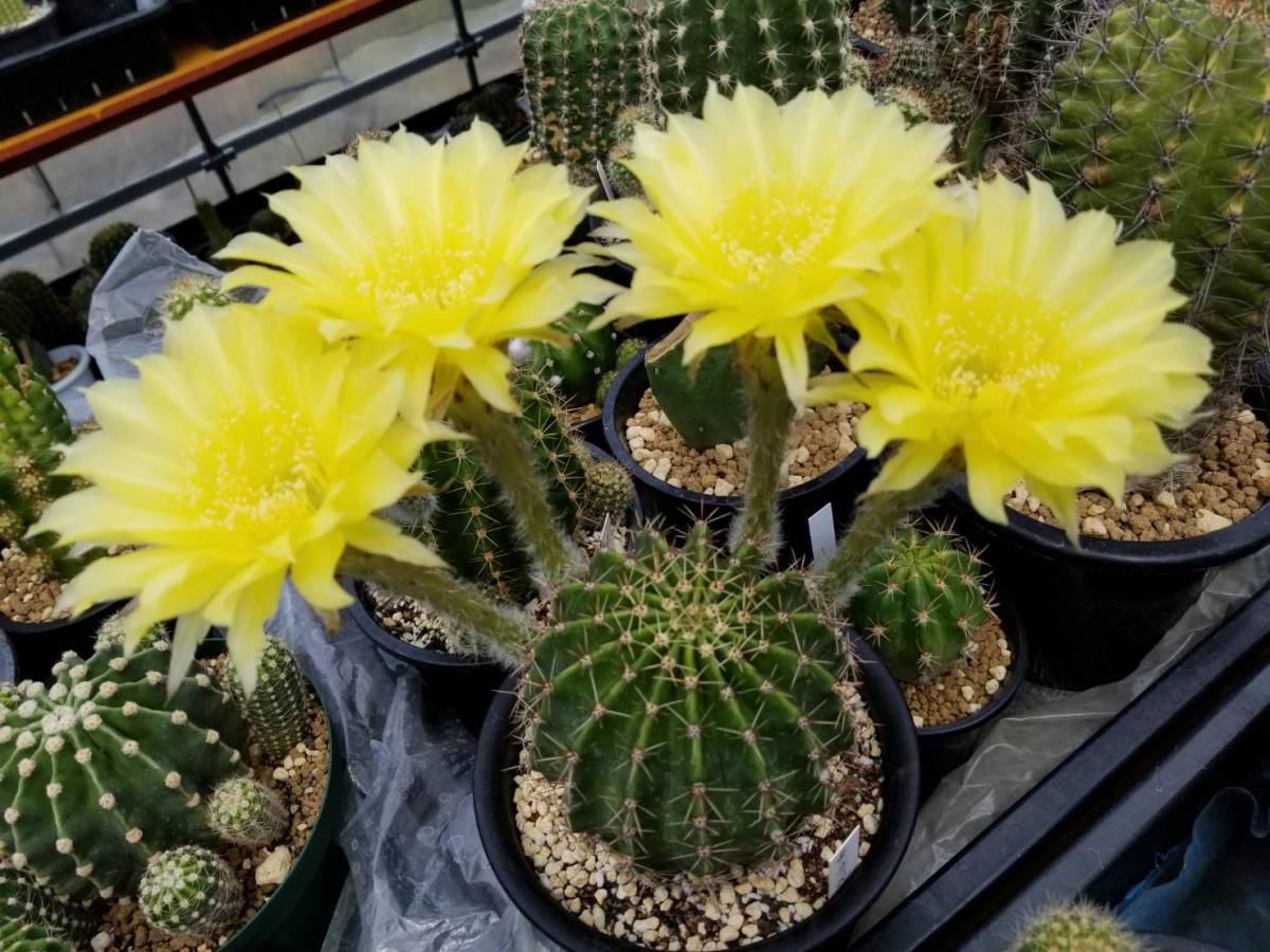 花サボテン 黄金の花園