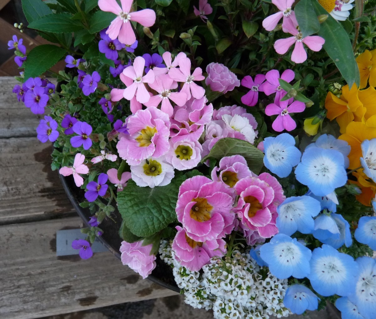 花束みたいな寄せ植え ルピナス シレネ ネモフィラ ノースポール ジュリアン ビオラ プレゼントにも 同梱相談 花 売買されたオークション情報 Yahooの商品情報をアーカイブ公開 オークファン Aucfan Com