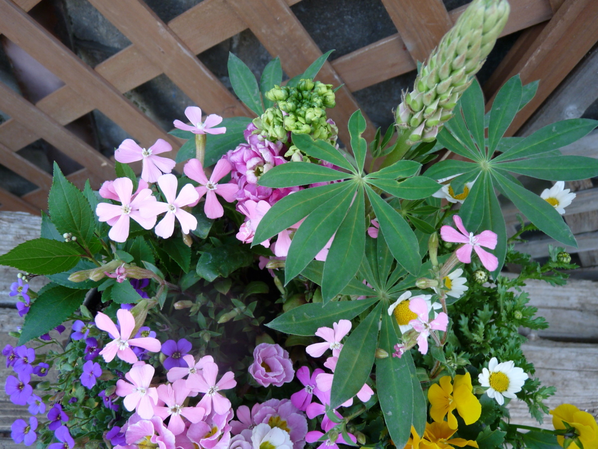 花束みたいな寄せ植え ルピナス シレネ ネモフィラ ノースポール ジュリアン ビオラ プレゼントにも 同梱相談 花 売買されたオークション情報 Yahooの商品情報をアーカイブ公開 オークファン Aucfan Com