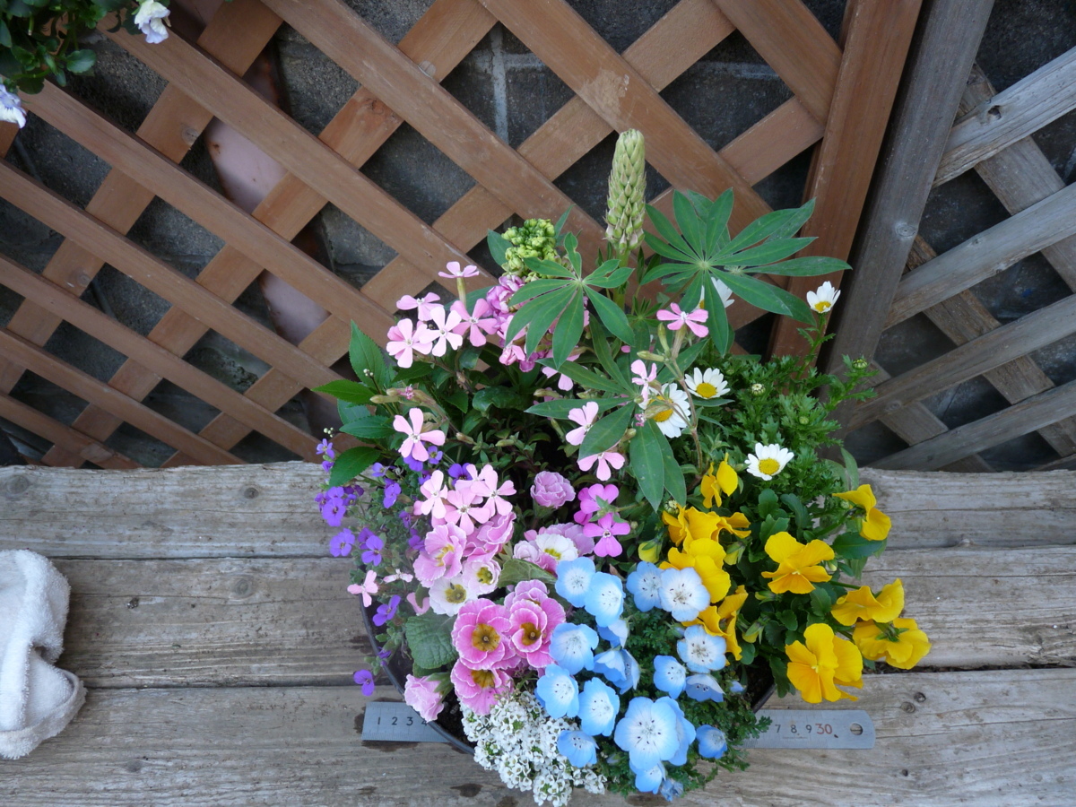 花束みたいな寄せ植え ルピナス シレネ ネモフィラ ノースポール ジュリアン ビオラ プレゼントにも 同梱相談 花 売買されたオークション情報 Yahooの商品情報をアーカイブ公開 オークファン Aucfan Com