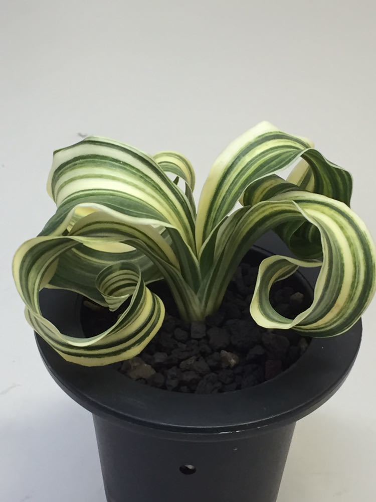 オモト 万年青 縞獅子系 7芽 オモト（万年青）7号鉢植え の通販 | 園芸