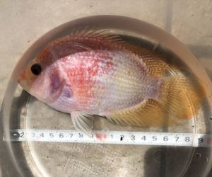 大型 水槽のヤフオク の相場 価格を見る ヤフオク の大型 水槽のオークション売買情報は127件が掲載されています