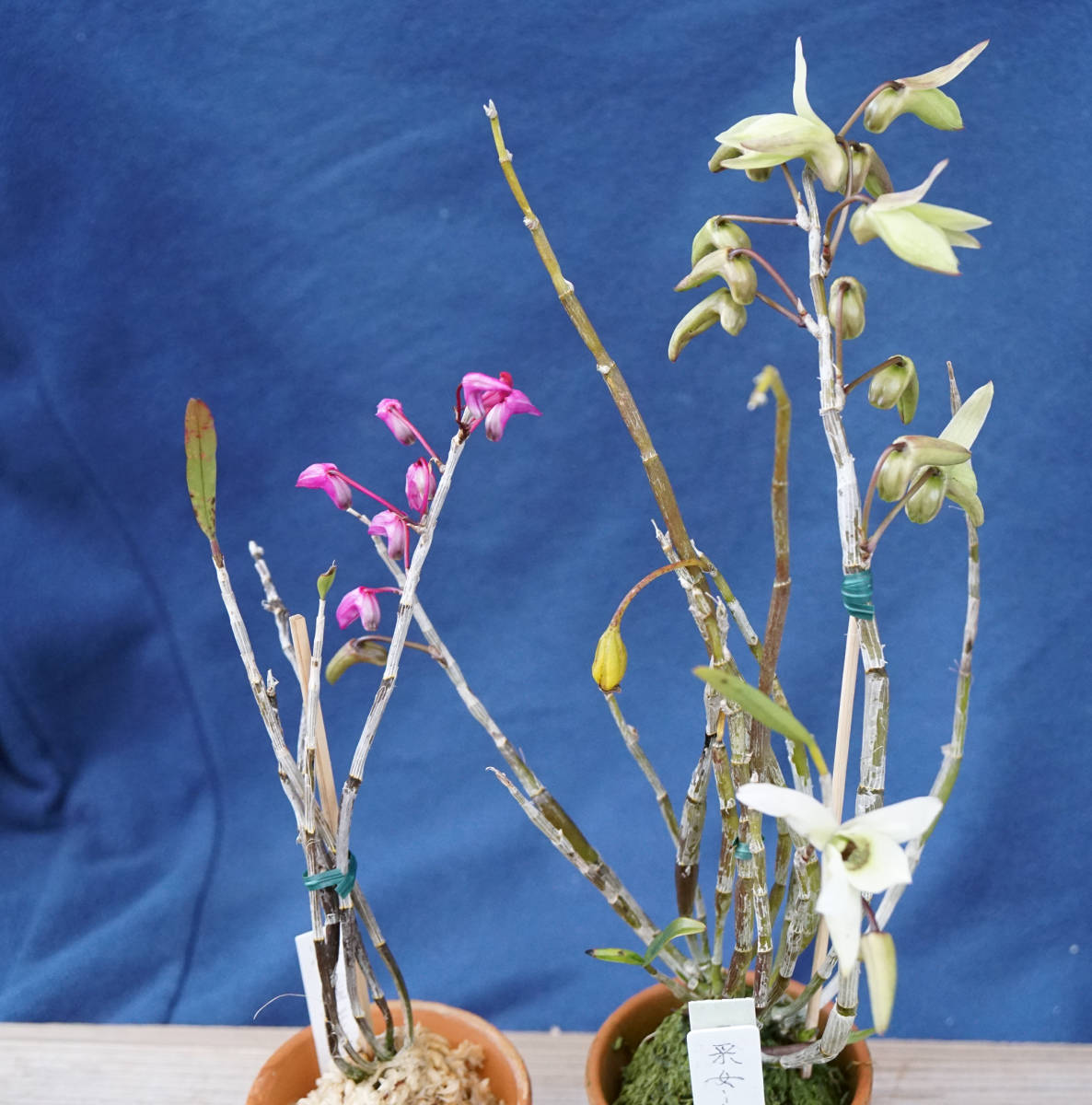 セッコク 采女 煌 富貴蘭 長生蘭 山野草 ラン 売買されたオークション情報 Yahooの商品情報をアーカイブ公開 オークファン Aucfan Com