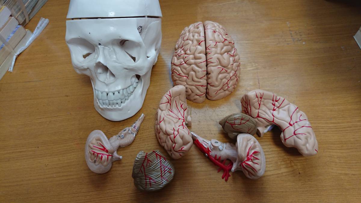 頭蓋骨 脳　模型　可動式 人体模型/医療模型/骨格標本/精密/がい骨/骸骨_1