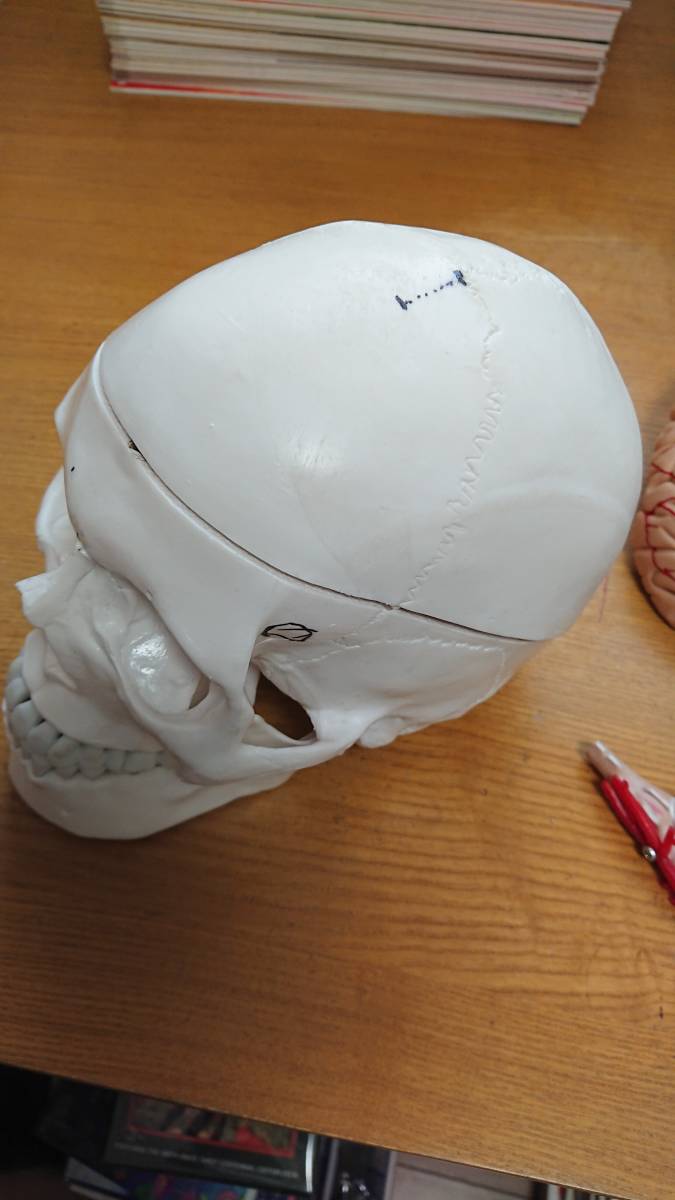 頭蓋骨 脳　模型　可動式 人体模型/医療模型/骨格標本/精密/がい骨/骸骨_2