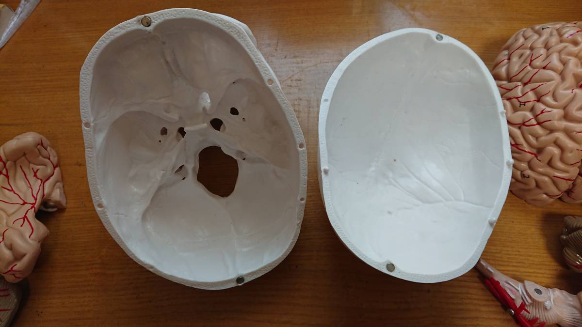 頭蓋骨 脳　模型　可動式 人体模型/医療模型/骨格標本/精密/がい骨/骸骨_3