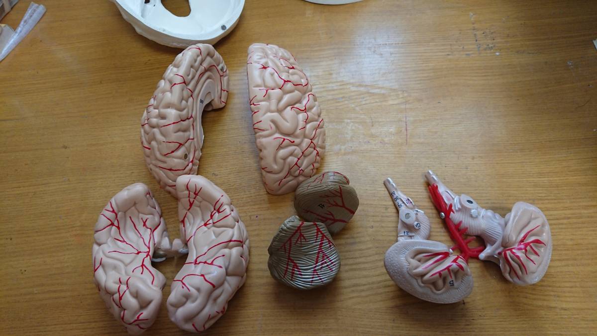 頭蓋骨 脳　模型　可動式 人体模型/医療模型/骨格標本/精密/がい骨/骸骨_4