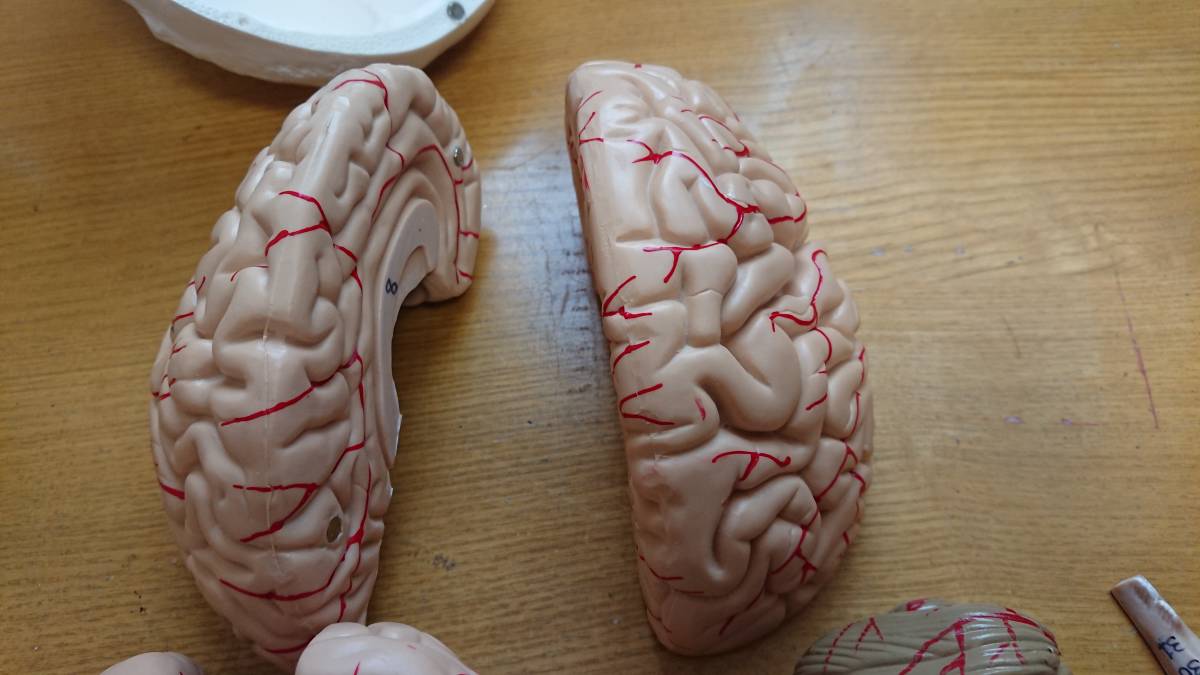 頭蓋骨 脳　模型　可動式 人体模型/医療模型/骨格標本/精密/がい骨/骸骨_5
