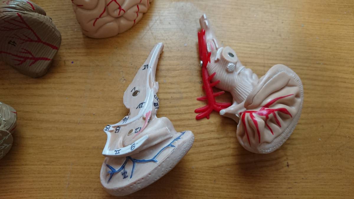 頭蓋骨 脳　模型　可動式 人体模型/医療模型/骨格標本/精密/がい骨/骸骨_7