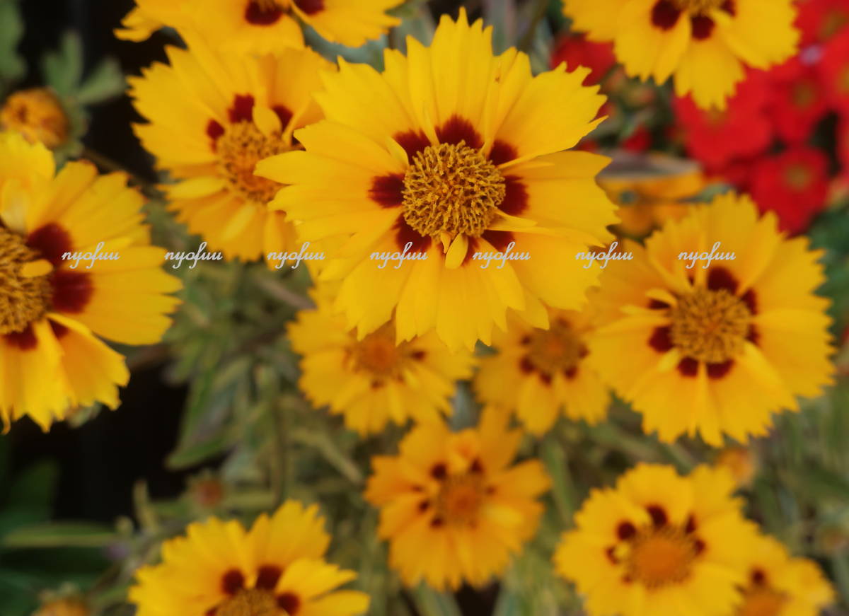 斑入り コレオプシス グランディフローラ バリエガータ 宿根 耐寒 キンケイ菊 キンケイギク 山野草 ガーデニング 地植え 花 売買されたオークション情報 Yahooの商品情報をアーカイブ公開 オークファン Aucfan Com 斑入り コレオプシス グランディフローラ バリエガータ 宿根 耐寒 キンケイ菊 キンケイギク 山野草 ガーデニング 地植え 花 売買されたオークション情報 Yahooの商品情報をアーカイブ公開 オークファン Aucfan Com