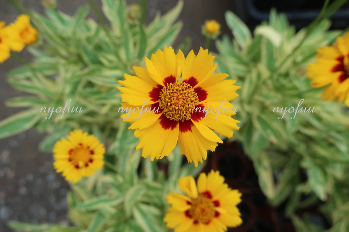 斑入り コレオプシス グランディフローラ バリエガータ 宿根 耐寒 キンケイ菊 キンケイギク 山野草 ガーデニング 地植え 花 売買されたオークション情報 Yahooの商品情報をアーカイブ公開 オークファン Aucfan Com 斑入り コレオプシス グランディフローラ バリエガータ 宿根 耐寒 キンケイ菊 キンケイギク 山野草 ガーデニング 地植え 花 売買されたオークション情報 Yahooの商品情報をアーカイブ公開 オークファン Aucfan Com